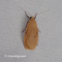 Paralithosia shaowuica