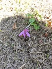 Colchicum autumnale