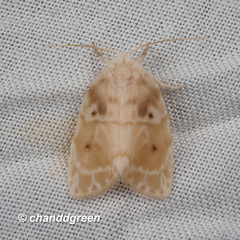 Schistophleps bipuncta