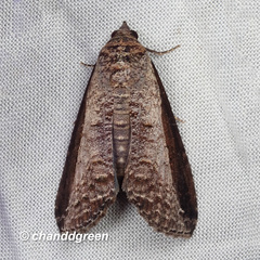 Lophoptera squammigera