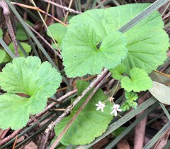 Pelargonium littorale