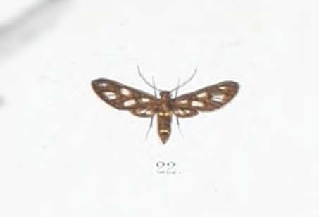 Agaphthora diptera