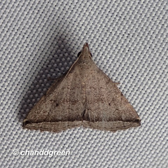 Lysimelia neleusalis