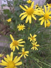 Senecio inaequidens