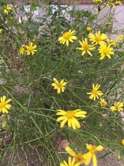 Senecio inaequidens