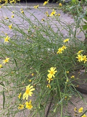 Senecio inaequidens