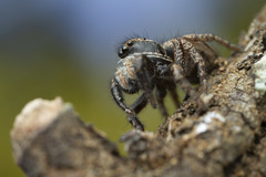 Habronattus oregonensis