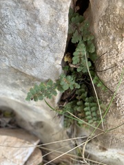 Asplenium petrarchae