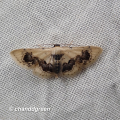 Idaea macrospila