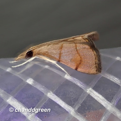 Hemiscopis suffusalis