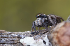Habronattus oregonensis