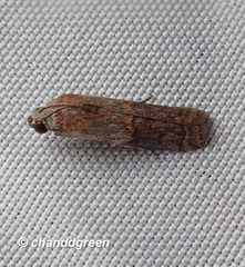 Phycita cirrhodelta