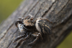 Habronattus oregonensis