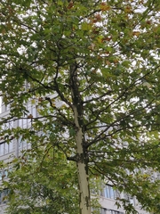 Platanus × hispanica