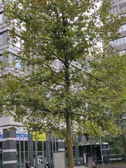 Platanus × hispanica