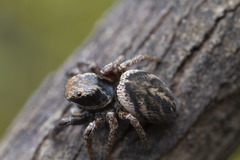 Habronattus oregonensis