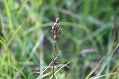 Camassia angusta