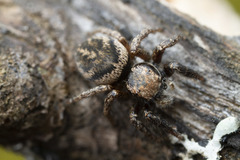 Habronattus oregonensis