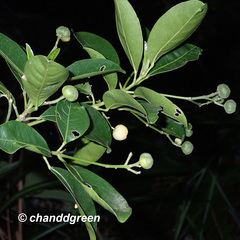 Acronychia pedunculata