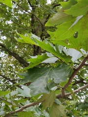 Platanus