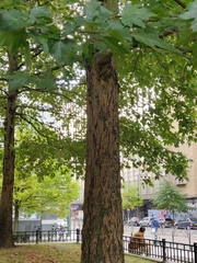 Platanus