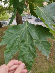 Platanus