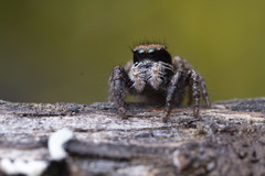 Habronattus oregonensis