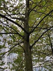 Platanus