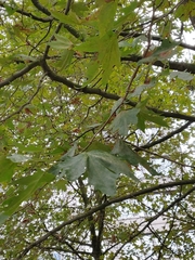 Platanus