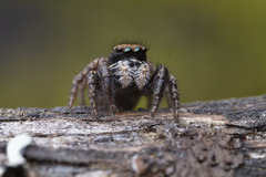 Habronattus oregonensis