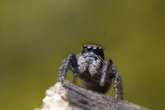 Habronattus oregonensis