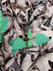 Urtica dioica