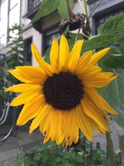 Helianthus annuus
