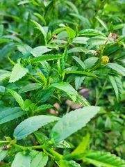 Turnera angustifolia