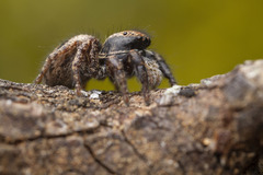 Habronattus oregonensis