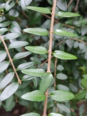 Lonicera ligustrina