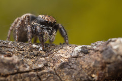 Habronattus oregonensis