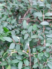 Lonicera ligustrina