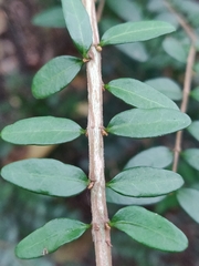 Lonicera ligustrina