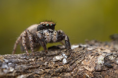 Habronattus oregonensis