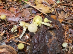 Chrysomphalina grossula
