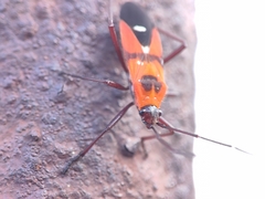 Oncopeltus nigriceps