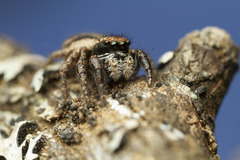 Habronattus oregonensis