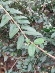 Lonicera ligustrina