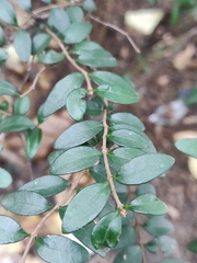 Lonicera ligustrina