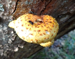 Oxyporus stygicus