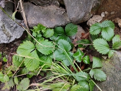 Fragaria vesca