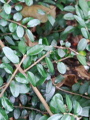 Lonicera ligustrina