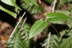 Leichhardtia longiloba
