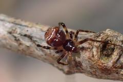 Parasteatoda songi